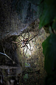 Big spider seen on night fauna tour in Costa Rica