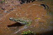 American crocodile (Crocodylus acutus) in Tarcoles river, Costa Rica