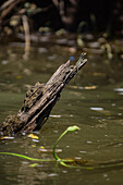 Basilisk auf einem Ast im Tarcoles-Fluss,Costa Rica