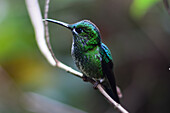 Green hummingbird perched on tree, Monteverde, Costa Rica