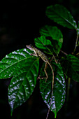 Anole lizard on a leaf at night, Costa Rica