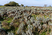 Lavender plants on a lavender farm in the Sienna Province of Italy.