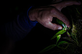 George of the Cloud Forest, guide and specialist, shows a tiny orchid during night tour in Monterey, Costa Rica