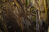 View inside a log of a Large Strangler Fig Tree (Ficus costaricana), Monteverde, Costa Rica