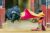 Incredible scene capturing a matador kneeling as a bull charges in a Spanish bullfight arena, showcasing tradition and bravery.