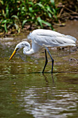 Silberreiher im Tarcoles-Fluss,Costa Rica