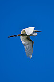 White egret in flight over Tarcoles River