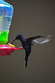 Hummingbird eating from a feeder