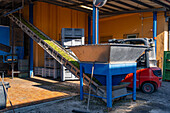 Olives are dumped into the collection bin & carrried by conveyor for processing the olives into oil. Italy.