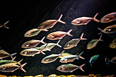 A dynamic display of fish swimming in a tank at the Oceanário in Lisbon, showcasing vibrant ocean life against a dark backdrop.