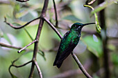 Green hummingbird perched on tree, Monteverde, Costa Rica