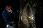 George of the Cloud Forest, guide and wildlife specialist, illuminates a big spider on tree during night fauna tour, Costa Rica