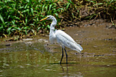 Silberreiher im Tarcoles-Fluss,Costa Rica