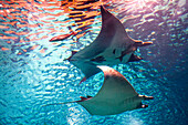 Two giant manta rays glide effortlessly through the clear waters of the Lisbon Oceanario, showcasing the beauty of ocean life.