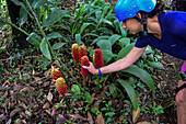 Junge Frau berührt den Wilden Roten Bienenstock-Ingwer (Zingiber spectabile) beim Canyoning,Costa Rica