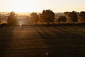 Aerial view of the fields and trees in La Alfranca area in Zaragoza, Spain