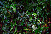 Trees and vegetation in Monteverde cloud forest, Costa Rica