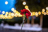 A close up of a red flower at a wedding party in Malaga, Spain, with warm glowing lights in the background, capturing a romantic and festive atmosphere.