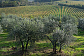 Olive trees and a grape vineyard in the Sienna countryside near Monteriggioni, Italy.