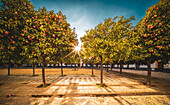 Sunlight filters through vibrant orange trees in the historic Patio de Banderas, Sevilla. The serene scene captures warm Mediterranean charm and the beauty of Sevilla's iconic landscapes.