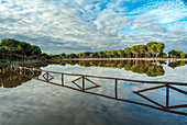 Beautiful reflection of trees and sky in the San Lazaro Lagoon during a rainy year in Donana, Spain.