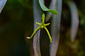 Cryptocentrum latifolium, a species of orchid in Monterey, Costa Rica