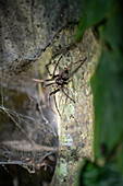 Big spider seen on night fauna tour in Costa Rica