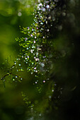 Water drops in plant, Monterey cloud forest, Costa Rica