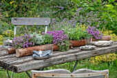 Verschiedene Kräuter beim Eintopfen in Blumenkasten aus Baumrinde, blühender Thymian