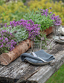 Verschiedene Kräuter beim Eintopfen in Blumenkasten aus Baumrinde, blühender Thymian