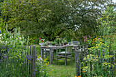 Table setting, vases with herbs, spicy fennel, oregano, mint under ornamental apple tree