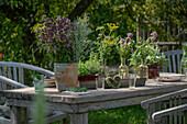 Laid garden table with flowering herbs, oregano, mint, vases with bouquets of fennel (Foeniculum Vulgare)