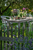 Garden table set with flowering herbs, oregano, mint, vases with a bouquet of fennel (Foeniculum Vulgare)