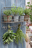 Salbei, Lavendel, Bohnenkraut, Thymian, Oregano und Currykraut in Töpfen auf Drahtregal
