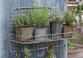 Salbei, Lavendel, Bohnenkraut, Thymian, Oregano und Currykraut in Töpfen auf Drahtregal