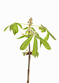 Gewöhnliche Rosskastanie (Aesculus hippocastanum), im Austrieb mit Blütenknopse vor weissem Hintergrund