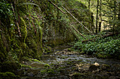 Bachlauf durch Wald mit Felsen und Moos im Frühling, Schweizer Jura, Schweiz