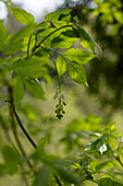 Gemeine Pimpernuss (Staphylea pinnata) mit weisser Blüte  am Naturstandort