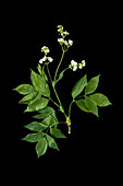 Gemeine Pimpernuss (Staphylea pinnata) mit weisser Blüte auf schwarzem Hintergrund