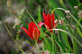 Spähtblühende Wildtulpe (Tulipa sprengeri) im Beet