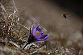 Im März blühende Küchenschelle (Pulsatilla vulgaris) am Naturstandort in einer Magerwiese