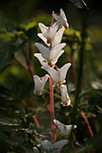 Kapuzen-Herzblume (Dicentra cucullaria)