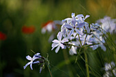 Blauer Wander-Phlox (Phlox stolonifera) 'Blue Ridge')