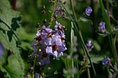 Purpur-Königskerze (Verbascum phoeniceum) in der Wiese