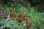 Farn im Austrieb, Heimischer Wurmfarn (Dryopteris filix-mas) im Wald