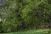 Vogelbeere (Sorbus aucuparia), Lärchen Larix decidua) im Austrieb, Süsskirsche (Prunus avium), Wald- Schlüsselblume (Primula elatior), Val Müstair, Graubünden, Schweiz