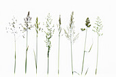 Zittergras (Briza media), Honiggras (Holcus lanatus), Trespe (Bromus erectus), Raygras (Arrhenatherum elatius), Wiesenhafer (Helictotrichon pubescens), Goldhafer (Trisetum flavescens), Knäuelgras (Dactylis glomerat