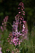 Aschwurz, Diptam (Dictamnus albus) am Naturstandort im Elsass, Département Haute-Rhin, Frankreich