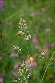 Wiesengras, Wiesen-Knäuelgras (Dactylis glomerata)