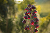 Blüten der Persischen Kaiserkrone (Fritillaria persica) im Gegenlicht